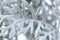Macro image of Dusty Miller Silver Dust cultivar Cineraria Senecio Maritima leave close-up