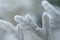 Macro image of Dusty Miller Silver Dust cultivar Cineraria Senecio Maritima leave close-up