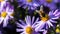 Macro image of european or western honey bee Apis mellifera sitting on violet alpine aster flower Aster alpinus