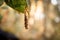 Macro image of forest tent caterpillar