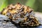 Macro image of a fungus on a trunk of a tree with a combination of brown, black and yellow colors