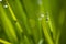 Macro image of green grass background