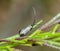 A macro image of a Green Longhorn Fairy Moth, Adela reamurella