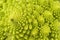 Macro image of a green romanesco cauliflower