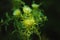 Macro image of green undisclosed thistle. Weed plant, close-up image.