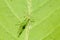 A macro image of a Green Winged Aphid on a Sycamore Leaf