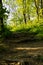 Macro image of the ground of a forest. The dry beech leaf in the foreground and parts of a root