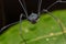 Macro Image of Harvestmen spider