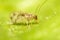 A macro image of the head of a Brown Lacewing