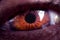 Macro image of human brown eye, close-up details