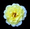 Macro image of isolated flower of Macyâ€™s Pride Rose