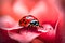 A macro image of a ladybug perched on a rose petal, its bright red shell in contrast with the soft pink