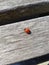 Macro image of ladybug on wood texture