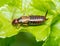 A macro image of a male Earwig, Forficula auricularia, on a leaf