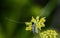 A macro image of a Male Green Longhorn Fairy Moth, Adela reamurella