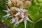 Macro Image of Milkweed