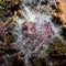 Macro image of mold. Beautiful natural background.Visible threads of microscopic mushrooms and spore balls