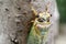 Macro image of a newly cicada