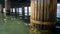 Macro image of old wooden column overgrown with sea weeds under old wooden pier at shore