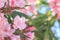Macro image of Oleander flower