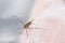 A macro image of one of the Water Striders in England,UK
