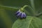Macro image of purple Jalapeno flower