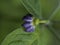 Macro image of purple Jalapeno flower