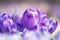 Macro image of purple saffron flowers, natural spring floral background suitable for wallpaper