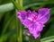 Macro image of a purple spiderwort flower