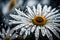 A macro image of a rain-soaked daisy, with raindrops glistening on its pure white petals