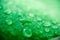 Macro image of raindrops on green leaves blur background. Front view of water drops on green leaf after rain