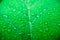 Macro image of raindrops on green leaves blur background. Front view of water drops on green leaf after rain. Drops on leaf in rai