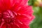 Macro image of a red dahlia flower in fresh blossom, red petals dahlia in garden