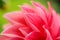 Macro image of a red dahlia flower in fresh blossom, red petals dahlia in garden