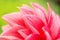 Macro image of a red dahlia flower in fresh blossom, red petals dahlia in garden