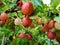 Macro image of red and green gooseberries hanging on branches in garden. Growing fresh and ripe berries