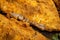 Macro image of seasoned cornmeal breading on a fried catfish fillet, revealing the various herbs and spices used