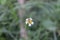 A macro image showing an insect sitting on a yellow white flower