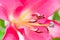 Macro image of the single lily Robina
