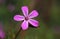 Macro image, single tiny pink wild flower, Geranium robertianum.
