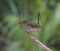 A macro image of a small bird carrying nest material perched on a branch with clear bokeh in the background.