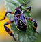 Macro image of a small bug hidden among brightly colored flower in Lake Atitlan, Guatemala