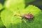 Macro image in soft focus and light filter of isolated specimen of Brown marmorated stink bug