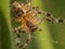 Macro image of Spider making a Web