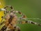 Macro image of Spider making a Web