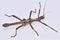 Macro image spiny stick insect isolated on white background