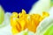 Macro image of spring flower, jonquil, daffodil.