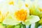 Macro image of spring flower, jonquil, daffodil.