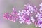 Macro image of spring lilac violet flowers, abstract soft floral background