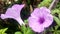 Macro image of spring lilac violet flowers simple